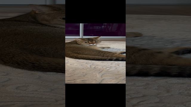 #кошка#золотаяшиншилла