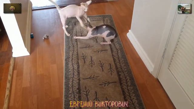 Приколы с животными 21 июня 2023 года смотреть онлайн