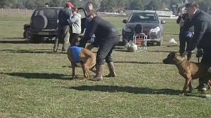 Забег Родезийский риджбек