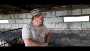 Порода свиней Ф1-Ф2. Йоркшир+Ландрас! Лучшие гибриды свиней для разведения! Откорм.Свиноводство.