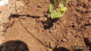 Уход за саженцем винограда в 1 год жизни в Ленинградской области.