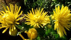 Мой фильм.wlmp.mp4   ... и льётся музыка цветов !!!