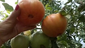 Такой помидор порадует всех! Томат Медвежья лапа. Крупный, вкусный томат.