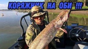 ВОТ И КОРЯЖНИК ЗАРАБОТАЛ !!! Рыбалка на Оби 12 августа 2024г.