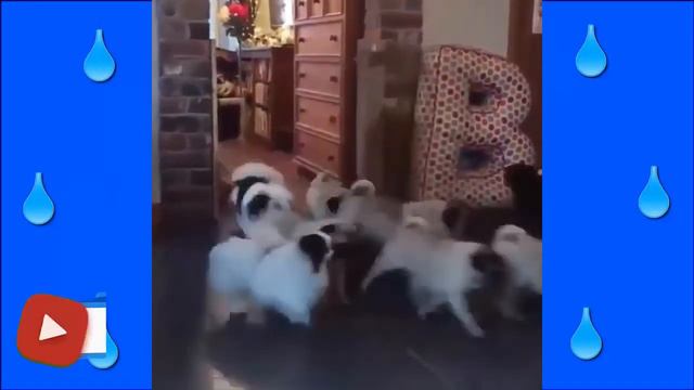 💥😜💥Я РЖАЛ ДО СЛЁЗ💥СМЕШНЫЕ ЖИВОТНЫЕ💥ПРИКОЛЫ С ЖИВОТНЫМИ💥КОТЫ💥СОБАКИ💥petsworld #23 смотреть онлайн