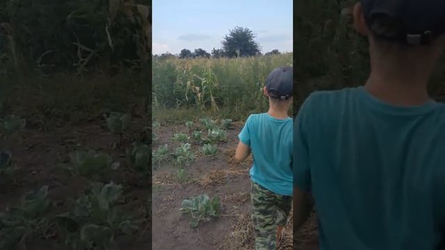 Дедушкин огород смотреть онлайн