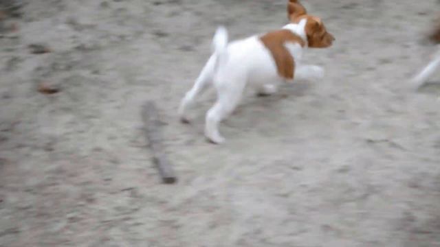 гладкошерстные фоксы, г Чернигов смотреть онлайн