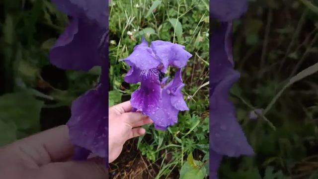 Bilən var ? Кто-нибудь знает название цветка? | Do you know the name of the flower?