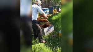 Как увеличить пасеку с 20 семей до 50. Пчеловодство