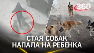 Стая бродячих псов напала на ребёнка в Иркутской области