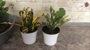 Кротон - групповая посадка ЗА или ПРОТИВ? Сорта в миксе