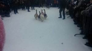 Панинский Гусь 2017. Воронежская обл,  Панино. Гусиные бои.