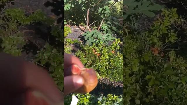 WOW…Morning Figs! #fruit #gardening #garden #food #plant #diy #nature #fig #cool #tree #life #asmr