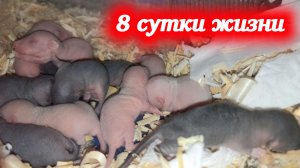 Уборка в клетке, малышам 8 дней жизни! Домашние крысы Кузя и Дуся.