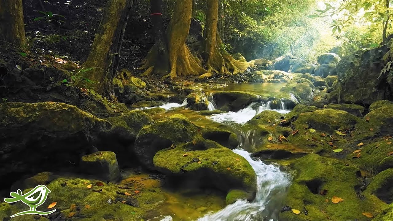 Relaxing Music