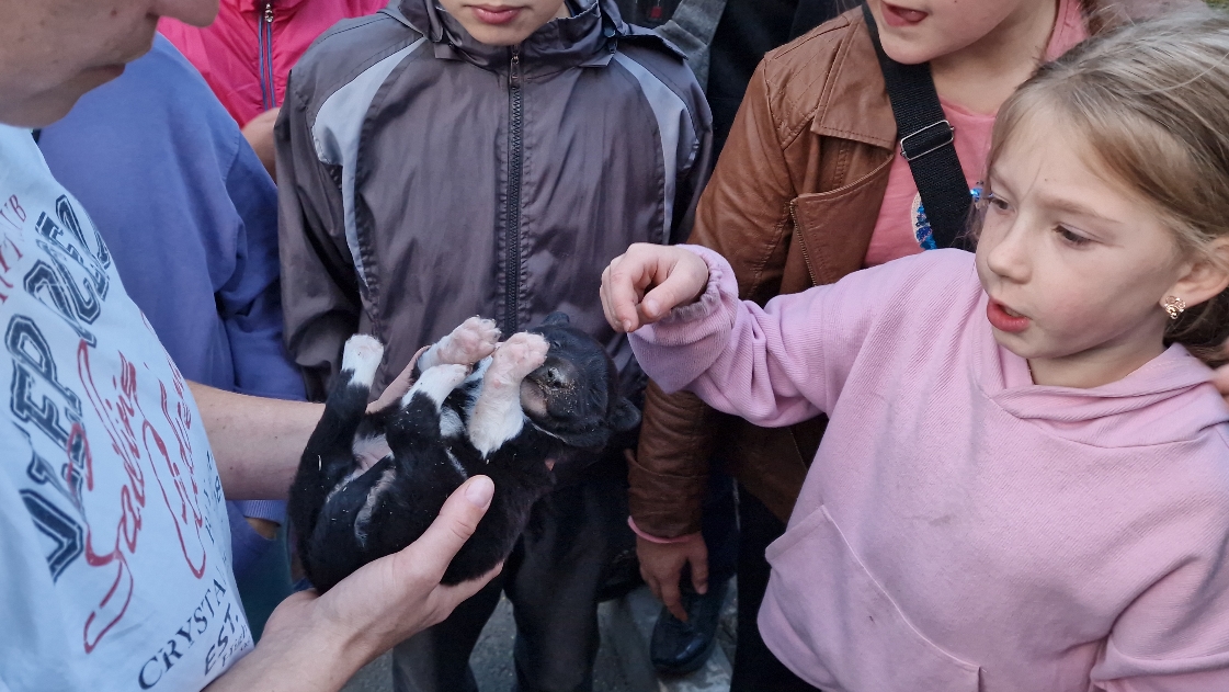 ?Собака мать принесла к детям раненых щенков и ушла| щенки мерзли и голодали| Saving a newborn pupp