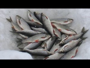 РЫБАЛКА НА ЧЕБАКА И ОХОТА НА ГУСЯ 2006 архив, ЯКУТИЯ, Абыйский р-н.