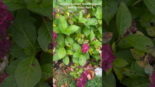 Endless Summer Hydrangeas The Original and Blushing Bride Mid-October