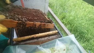 пчеломатки из НИИ, итог подсадки. Система никот - начало.