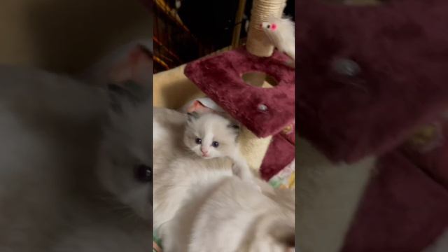 Котята рэгдолл,питомник Beautiful Elian смотреть онлайн