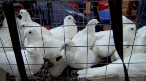 г. АЛЕКСАНДРОВ. ВЫСТАВКА-ЯРМАРКА ГОЛУБЕЙ 2021