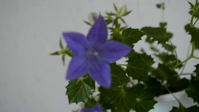 Кампанула Napoli , цветение смотреть онлайн