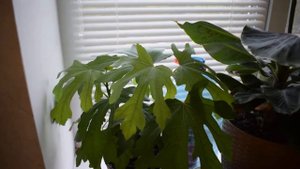 ПОЛИВ ИНЖИРА В ГОРШКЕ ДЛЯ НОВИЧКОВ. Выращивание инжира в горшке