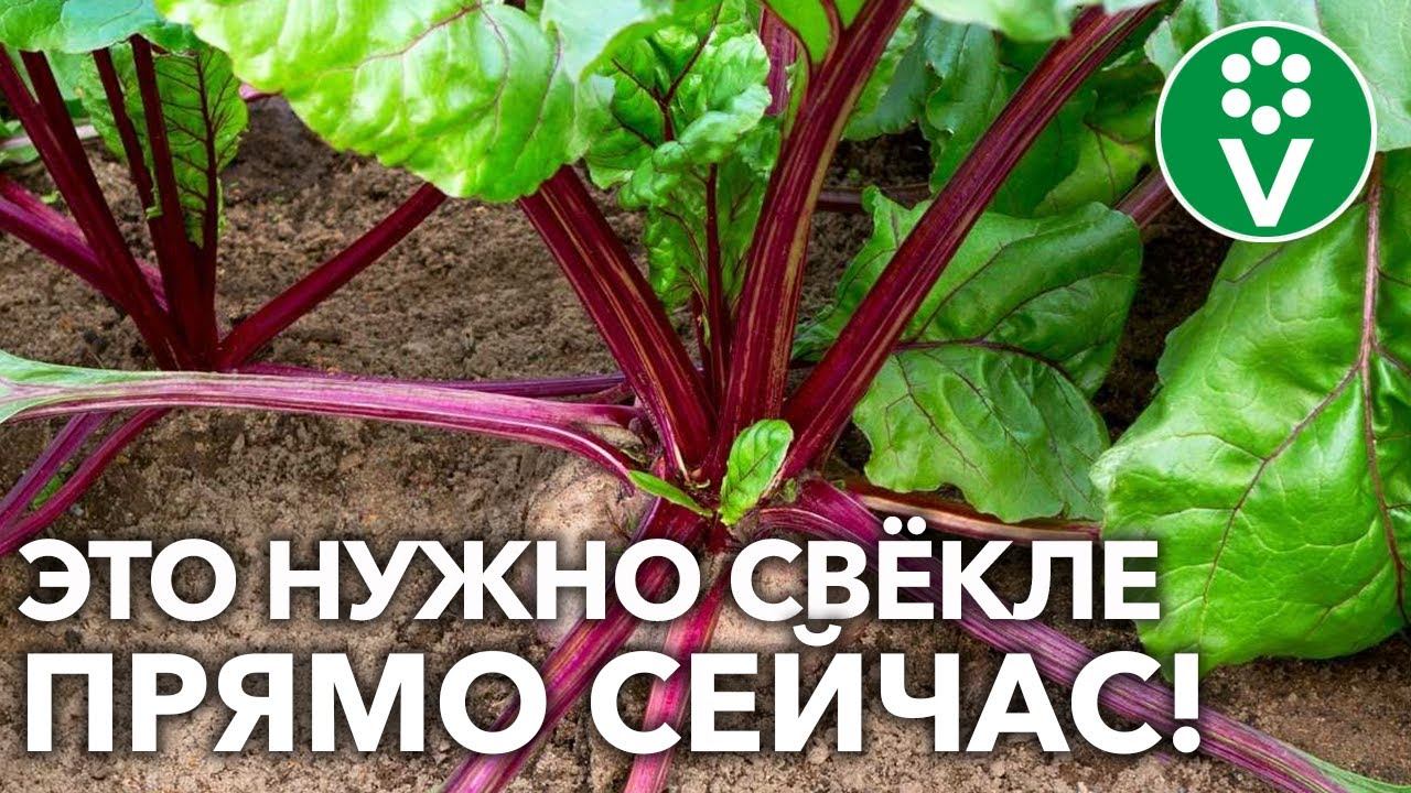 ВСЯ СВЁКЛА БУДЕТ РОВНАЯ, КРУПНАЯ И ХОРОШО СОХРАНИТСЯ!