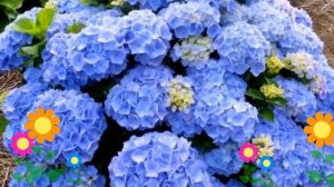 Гортензия крупнолистная Bodensee. Краткий обзор, описание характеристик, где купить саженцы