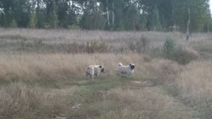 Дикие мопсы