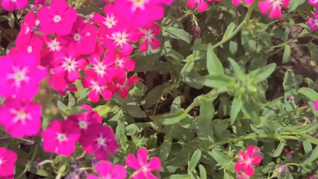 How to grow phlox/Phlox planting and care tips смотреть онлайн
