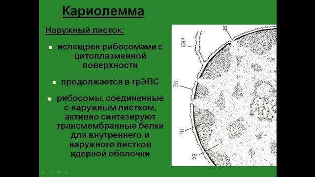 Ядро. Ядерная оболочка.