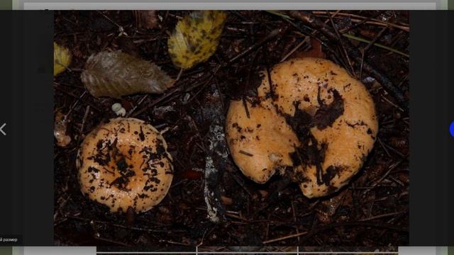 слайд смотреть онлайн