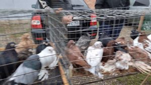 Голуби птичий рынок  г Прохладный-ч2 Pigeons bird market g Cool-ch2