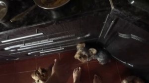 Как и чем мы кормим йорков. Роял Канин. Йорки кушают.