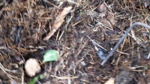 БГВ 217 Как избавиться от деревьев за забором, на муниципальной земле.  И Чёрная Львинка.