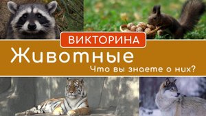 Викторина о животных: Тест с вопросами и ответами про животных