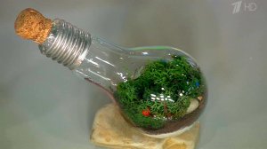 Кусочек природы у вас дома. Жить здорово! Фрагмент выпуска от 29.06.2016