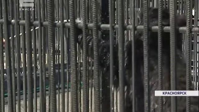 Ветеринары зоопарка рассказали, как помочь домашним питомцам во время жары смотреть онлайн