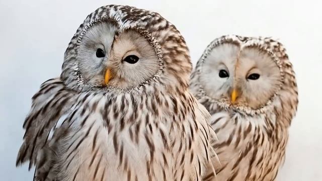 Звуки природы! Длиннохвостая неясыть. Красивое пение птиц. Голоса птиц