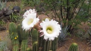 Plant Traveller: Echinopsis candicans #cactus