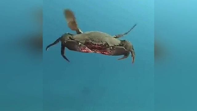 Краболет