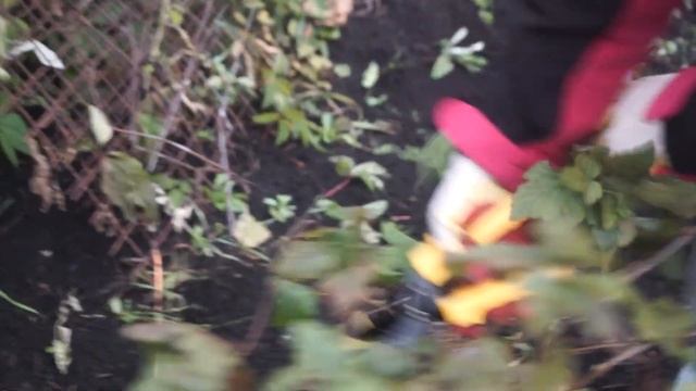 Обрезка черной смородины осенью для начинающих пошагово  ☘
