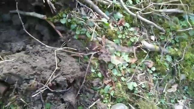 Коп в Калининградской области...