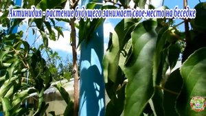 Актинидия - растение будущего занимает свое место на беседке