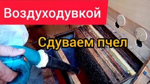 Очищаем рамки от пчел воздуходувкой