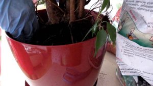Моя коллекция фикусов. Корневин. Пересадка. My collection ficus benjamina .Transplant.