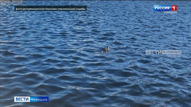 В Чебоксарах спасатели достали со дна коллектора на заливе птенцов дикой утки смотреть онлайн