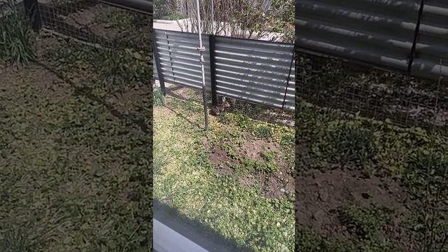 Охрана территории смотреть онлайн