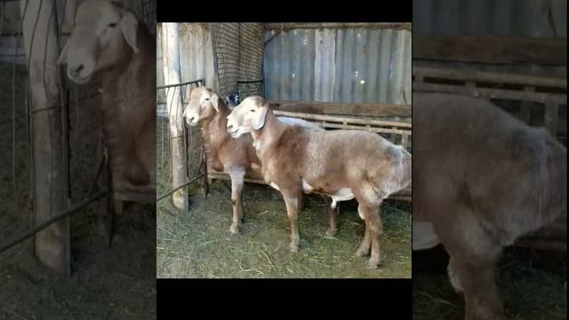 НА ПРОДАЖУ! Баран производитель 2 зуба внук гуливера цена договорная | г.Кара-балта +996 551 757 08 смотреть онлайн
